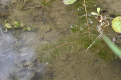 Myriophyllum