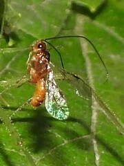 Braconidae