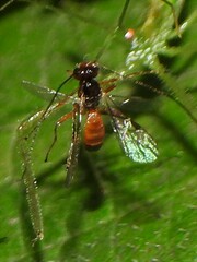 Braconidae