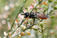 Philanthus loeflingi