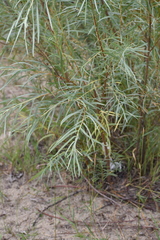 Salix exigua