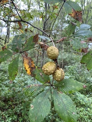 Aesculus glabra