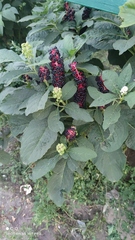 Phytolacca acinosa