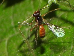 Braconidae