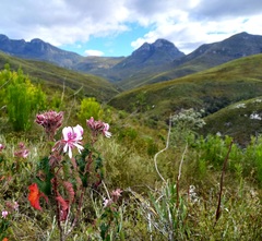 Pelargonium cordifolium