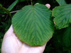 Viburnum lantanoides