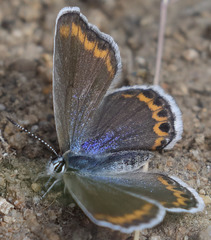 Plebejus fridayi