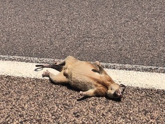 Trichosurus vulpecula arnhemensis