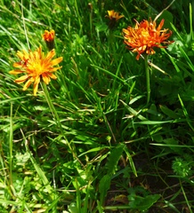 Crepis aurea