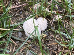 Lycoperdon curtisii