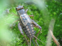 Allonemobius fasciatus