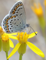 Plebejus fridayi