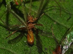 Braconidae