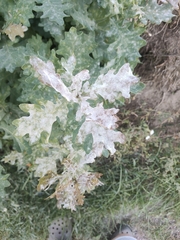 Erysiphe alphitoides