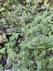 Mirabilis