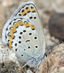 Plebejus fridayi