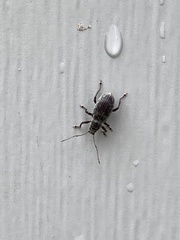 Cyrtepistomus castaneus
