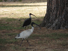 Threskiornis spinicollis