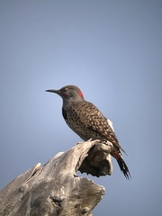 Colaptes auratus luteus × cafer