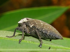 Capnodis tenebrionis