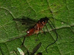 Braconidae