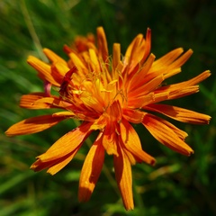 Crepis aurea