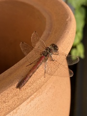 Sympetrum striolatum