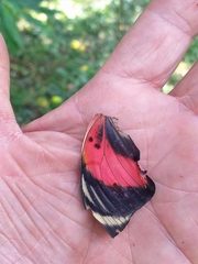 Prepona amydon amydon