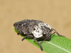 Capnodis tenebrionis