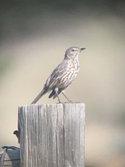 Oreoscoptes montanus