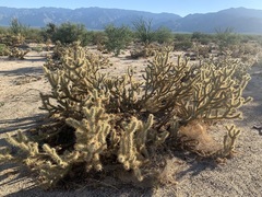 Cylindropuntia bigelovii