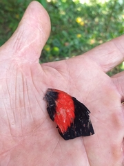 Prepona amydon amydon