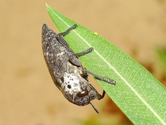 Capnodis tenebrionis