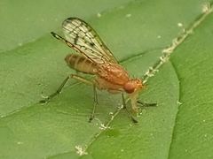 Tetanocera