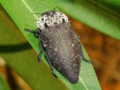 Capnodis tenebrionis