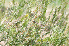 Philanthus loeflingi