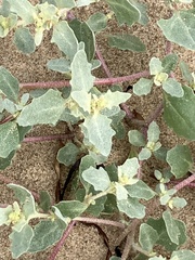 Atriplex laciniata