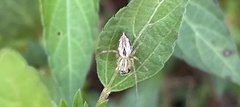 Oxyopes