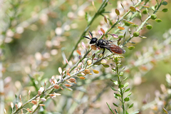 Philanthus loeflingi