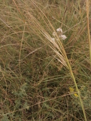 Stipa capillata