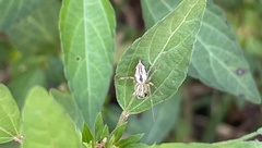 Oxyopes
