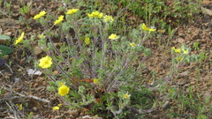 Potentilla hirta