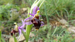 Ophrys scolopax