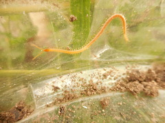 Haplophilus subterraneus