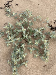 Atriplex laciniata