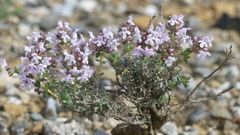 Thymus vulgaris