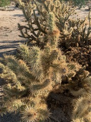 Cylindropuntia bigelovii
