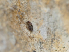 Neopsocus rhenanus