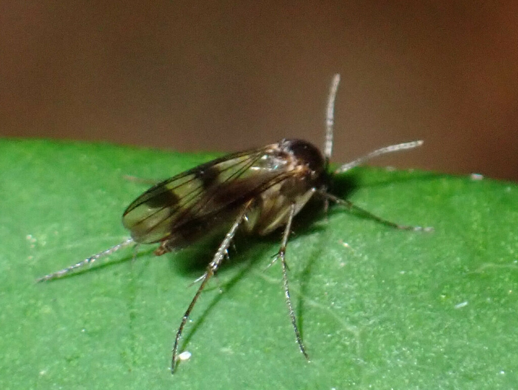 Mycetophila vittipes