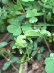 Oxalis dillenii